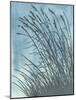 Tall Grasses on Blue I-Elizabeth Medley-Mounted Art Print