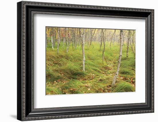 Tall Grasses-Michael Hudson-Framed Art Print