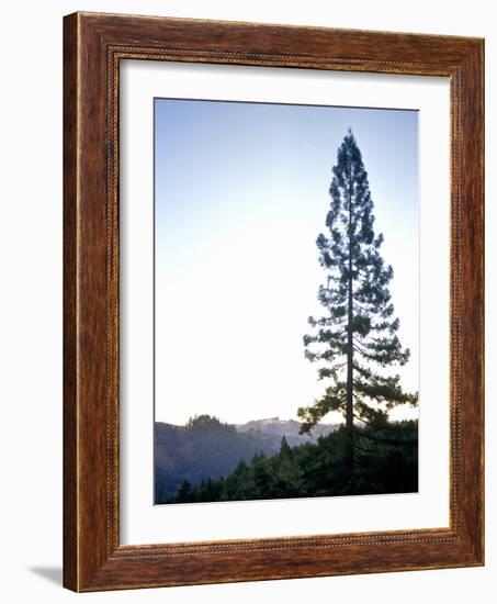 Tall Lone Evergreen Tree on Forested Mounatinside-Richard Powers-Framed Photographic Print