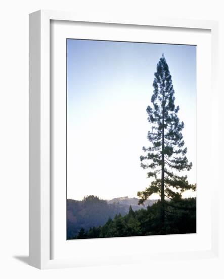 Tall Lone Evergreen Tree on Forested Mounatinside-Richard Powers-Framed Photographic Print