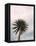 Tall Palm-PhotoINC Studio-Framed Stretched Canvas