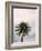 Tall Palm-PhotoINC Studio-Framed Art Print