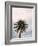 Tall Palm-PhotoINC Studio-Framed Art Print