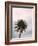 Tall Palm-PhotoINC Studio-Framed Art Print