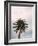 Tall Palm-PhotoINC Studio-Framed Art Print