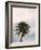 Tall Palm-PhotoINC Studio-Framed Art Print