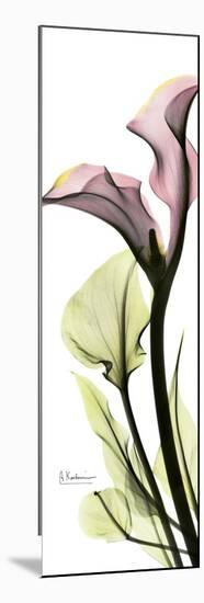 Tall Pink Calla Lily-Albert Koetsier-Mounted Premium Giclee Print