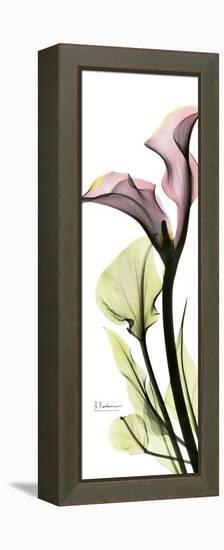 Tall Pink Calla Lily-Albert Koetsier-Framed Stretched Canvas