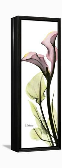 Tall Pink Calla Lily-Albert Koetsier-Framed Stretched Canvas