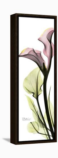 Tall Pink Calla Lily-Albert Koetsier-Framed Stretched Canvas