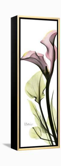 Tall Pink Calla Lily-Albert Koetsier-Framed Stretched Canvas