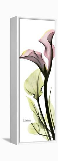 Tall Pink Calla Lily-Albert Koetsier-Framed Stretched Canvas