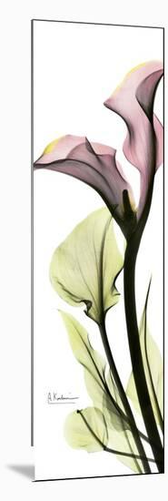 Tall Pink Calla Lily-Albert Koetsier-Mounted Premium Giclee Print