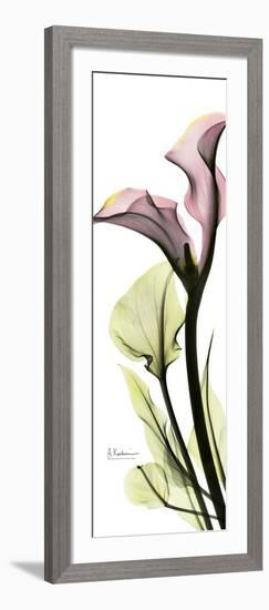 Tall Pink Calla Lily-Albert Koetsier-Framed Art Print