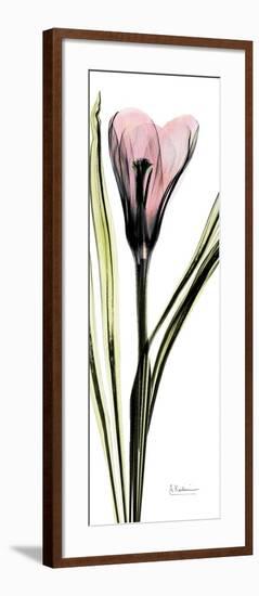 Tall Pink Crocus-Albert Koetsier-Framed Premium Giclee Print