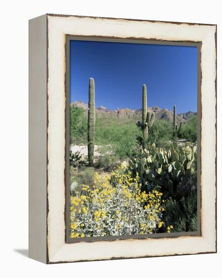 Tall Saguaro Cacti (Cereus Giganteus) in Desert Landscape, Sabino Canyon, Tucson, USA-Ruth Tomlinson-Framed Premier Image Canvas