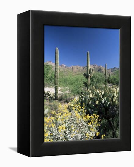 Tall Saguaro Cacti (Cereus Giganteus) in Desert Landscape, Sabino Canyon, Tucson, USA-Ruth Tomlinson-Framed Premier Image Canvas