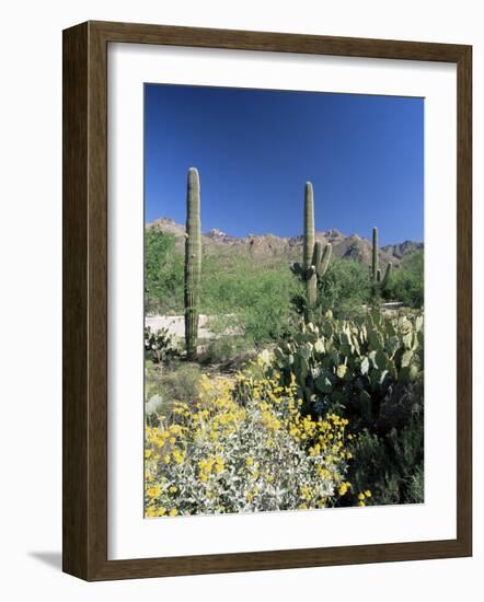 Tall Saguaro Cacti (Cereus Giganteus) in Desert Landscape, Sabino Canyon, Tucson, USA-Ruth Tomlinson-Framed Photographic Print