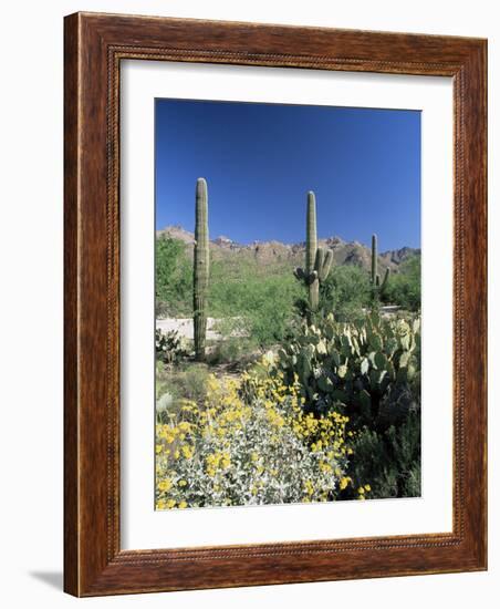 Tall Saguaro Cacti (Cereus Giganteus) in Desert Landscape, Sabino Canyon, Tucson, USA-Ruth Tomlinson-Framed Photographic Print