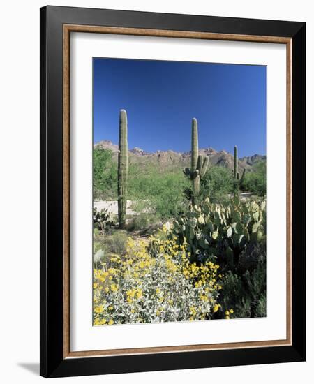 Tall Saguaro Cacti (Cereus Giganteus) in Desert Landscape, Sabino Canyon, Tucson, USA-Ruth Tomlinson-Framed Photographic Print