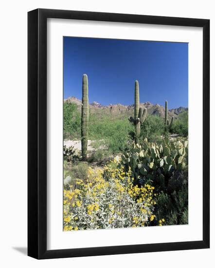 Tall Saguaro Cacti (Cereus Giganteus) in Desert Landscape, Sabino Canyon, Tucson, USA-Ruth Tomlinson-Framed Photographic Print