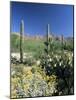 Tall Saguaro Cacti (Cereus Giganteus) in Desert Landscape, Sabino Canyon, Tucson, USA-Ruth Tomlinson-Mounted Photographic Print