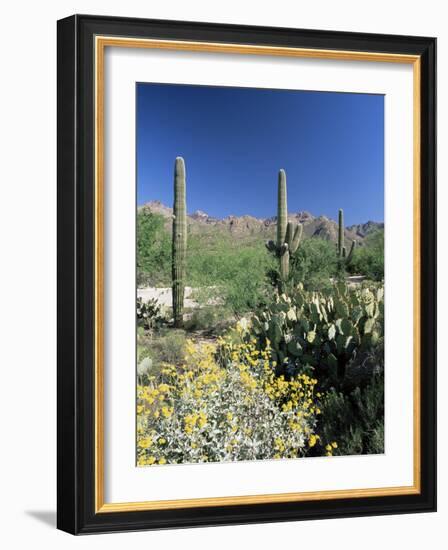 Tall Saguaro Cacti (Cereus Giganteus) in Desert Landscape, Sabino Canyon, Tucson, USA-Ruth Tomlinson-Framed Photographic Print