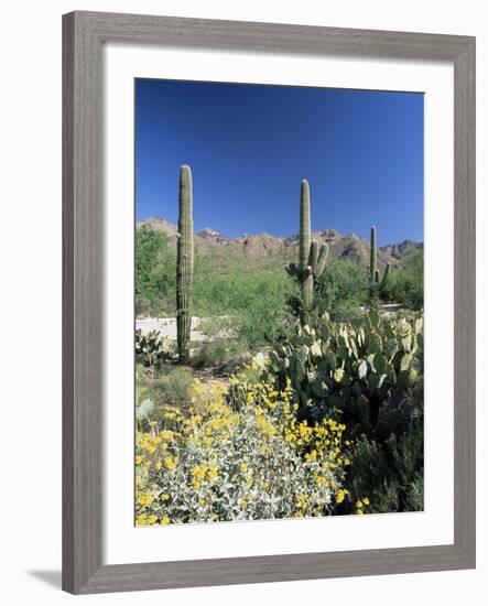 Tall Saguaro Cacti (Cereus Giganteus) in Desert Landscape, Sabino Canyon, Tucson, USA-Ruth Tomlinson-Framed Photographic Print