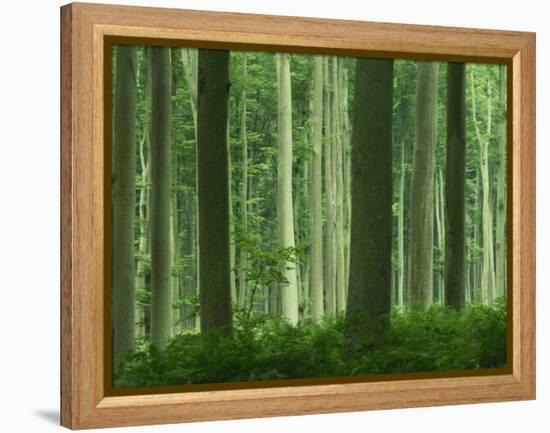 Tall Straight Trunks on Trees in Woodland in the Forest of Lyons, in Eure, Haute Normandie, France-Michael Busselle-Framed Premier Image Canvas