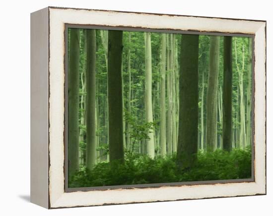 Tall Straight Trunks on Trees in Woodland in the Forest of Lyons, in Eure, Haute Normandie, France-Michael Busselle-Framed Premier Image Canvas