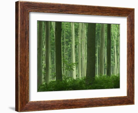 Tall Straight Trunks on Trees in Woodland in the Forest of Lyons, in Eure, Haute Normandie, France-Michael Busselle-Framed Photographic Print