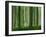 Tall Straight Trunks on Trees in Woodland in the Forest of Lyons, in Eure, Haute Normandie, France-Michael Busselle-Framed Photographic Print