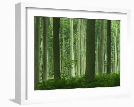 Tall Straight Trunks on Trees in Woodland in the Forest of Lyons, in Eure, Haute Normandie, France-Michael Busselle-Framed Photographic Print