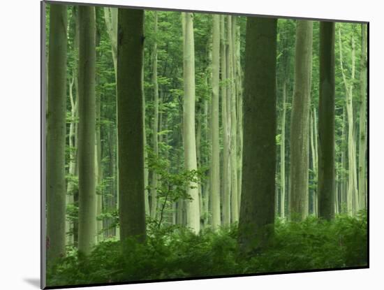 Tall Straight Trunks on Trees in Woodland in the Forest of Lyons, in Eure, Haute Normandie, France-Michael Busselle-Mounted Photographic Print
