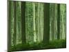 Tall Straight Trunks on Trees in Woodland in the Forest of Lyons, in Eure, Haute Normandie, France-Michael Busselle-Mounted Photographic Print