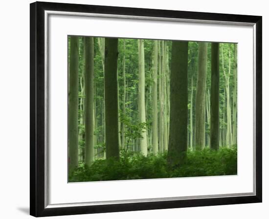 Tall Straight Trunks on Trees in Woodland in the Forest of Lyons, in Eure, Haute Normandie, France-Michael Busselle-Framed Photographic Print