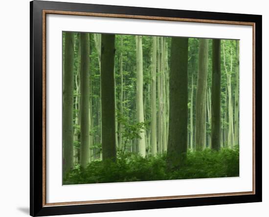 Tall Straight Trunks on Trees in Woodland in the Forest of Lyons, in Eure, Haute Normandie, France-Michael Busselle-Framed Photographic Print