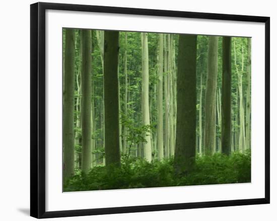 Tall Straight Trunks on Trees in Woodland in the Forest of Lyons, in Eure, Haute Normandie, France-Michael Busselle-Framed Photographic Print