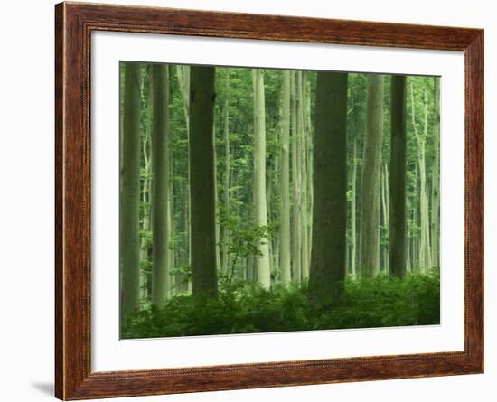 Tall Straight Trunks on Trees in Woodland in the Forest of Lyons, in Eure, Haute Normandie, France-Michael Busselle-Framed Photographic Print