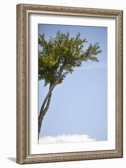 Tall Tree-Karyn Millet-Framed Photographic Print