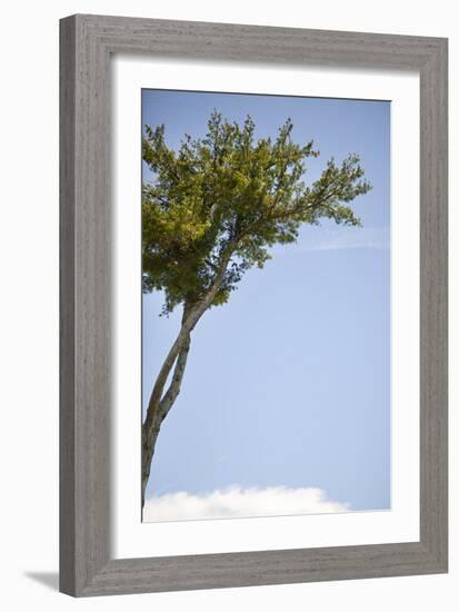 Tall Tree-Karyn Millet-Framed Photographic Print