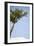 Tall Tree-Karyn Millet-Framed Photographic Print