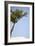 Tall Tree-Karyn Millet-Framed Photographic Print