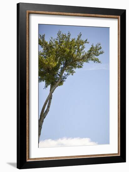 Tall Tree-Karyn Millet-Framed Photographic Print