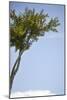 Tall Tree-Karyn Millet-Mounted Photographic Print