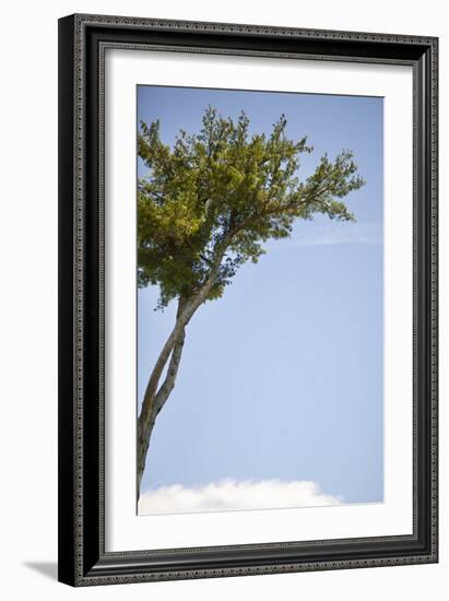 Tall Tree-Karyn Millet-Framed Photographic Print
