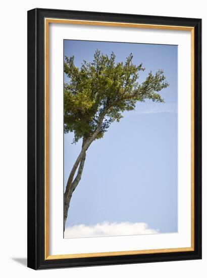 Tall Tree-Karyn Millet-Framed Photographic Print