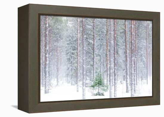 Tall trees in the snowy woods shrouded in the morning mist, Alaniemi, Rovaniemi, Lapland region, Fi-Roberto Moiola-Framed Premier Image Canvas