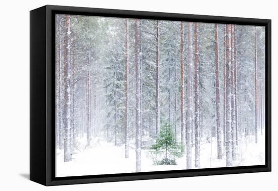 Tall trees in the snowy woods shrouded in the morning mist, Alaniemi, Rovaniemi, Lapland region, Fi-Roberto Moiola-Framed Premier Image Canvas