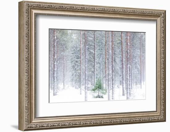 Tall trees in the snowy woods shrouded in the morning mist, Alaniemi, Rovaniemi, Lapland region, Fi-Roberto Moiola-Framed Photographic Print
